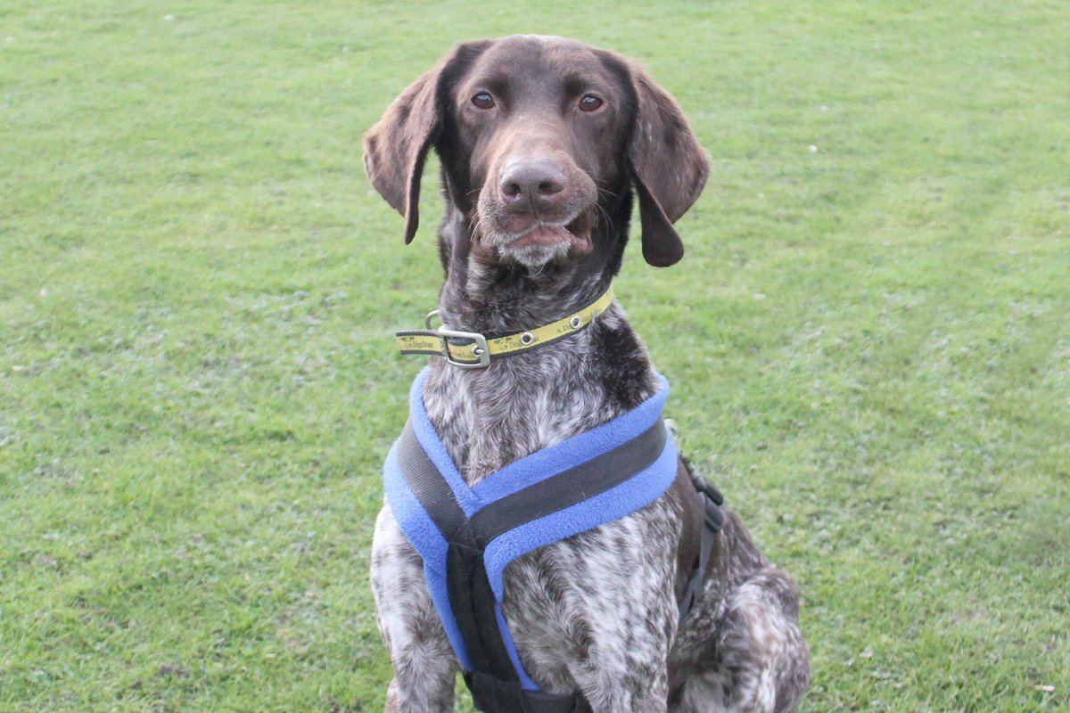 DT_Leeds's tweet photo. 🕺😂Fergie is giving us his best @ElvisPresley impression!😂🕺
Find out more here...👇👇
https://t.co/KURIhGAXR6

#rescuedog #pointer #germanshorthairedpointer #rescuepointer #pointerlove #AdoptDontShop #elvis #elvislip #funnyface #dogimpression #funnydog #leeds @DogsTrust https://t.co/wGZZw47bUs