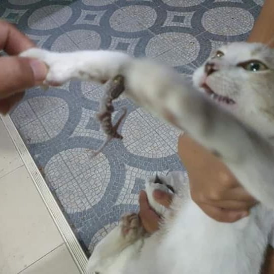 stevekaposi's tweet photo. Here's more evidence of how they #geckos can really bite and hold on! Poor #cat !
See more:
https://t.co/V0xLWjkn10
#Bangkok #Thailand #SteveKThailand 
#TACSThailand #ThailandAnimals #ThaiEnvironment #gecko #TokayGecko #lizard 
#ThailandCats https://t.co/aZe7YFm3nO