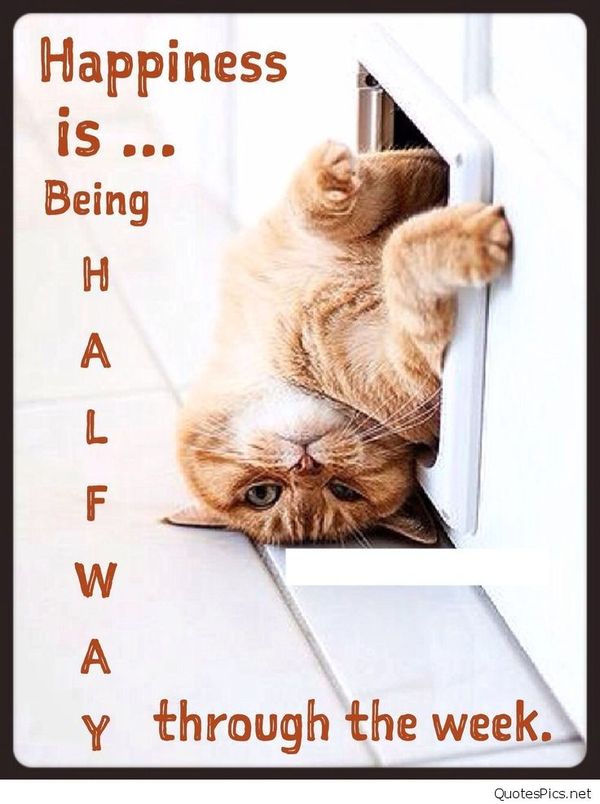 nclanlibrary's tweet image. We are halfway through the week...it may be cold and wet outside...but it&apos;s warm and cosy in your campus libraries 😎 #libraryinfo