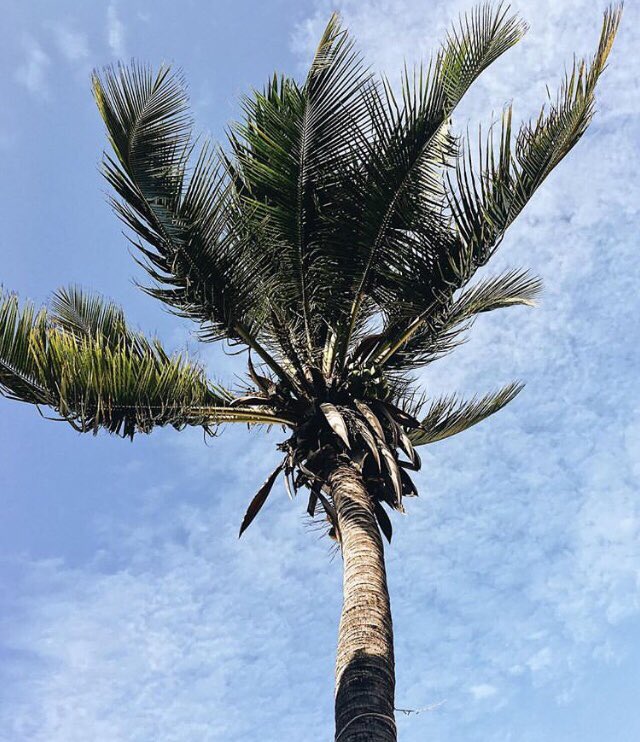 MyDaressalaam's tweet photo. We all need to get lost in nature every now and then! 🌴🔥✨🇹🇿...
#daressalaam #tanzania #cityscape #nature #palmtrees 

📸: ishotit.255 on IG https://t.co/Va0SUSQtvc