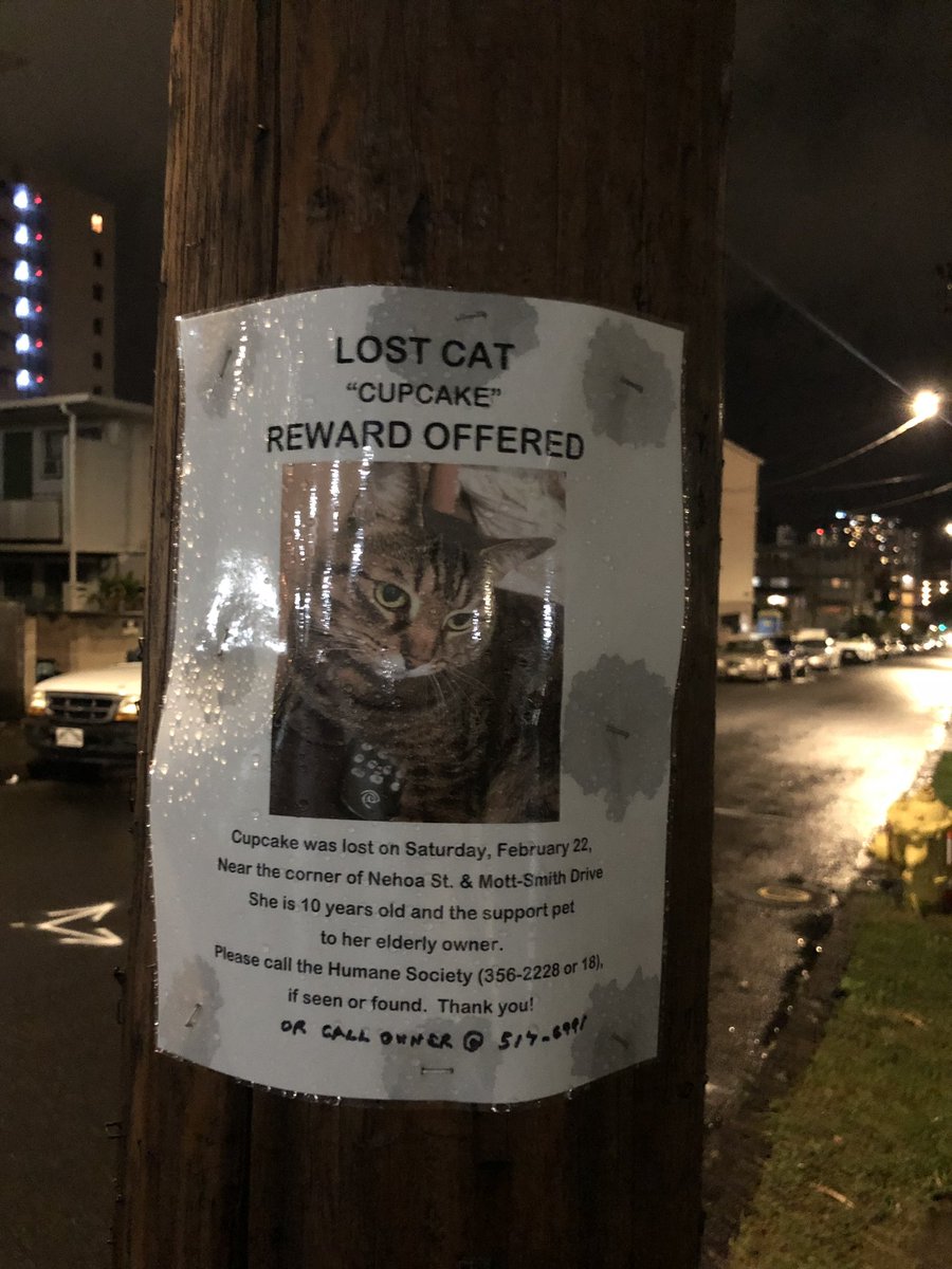 SUNWAYHAWAII's tweet photo. #makiki #honolulu area residents. Please be on the lookout for this cat. She is the support pet for her elderly owner who misses her dearly. Please share. Mahalo! #hicats https://t.co/0szAjs7ba6