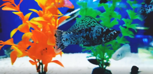 2 #bizitalk #Gardening &amp; #tropicalfish keepers &amp; newbies all over the world A BIG WELCOME 2 U - Join Tropical Funky Fish FB Group bit.ly/2VP13EY
Ask #tropicalfish #pond #water or #fishtank questions we'll try our best 2 answer them
Directions here bit.ly/2SUOp9S