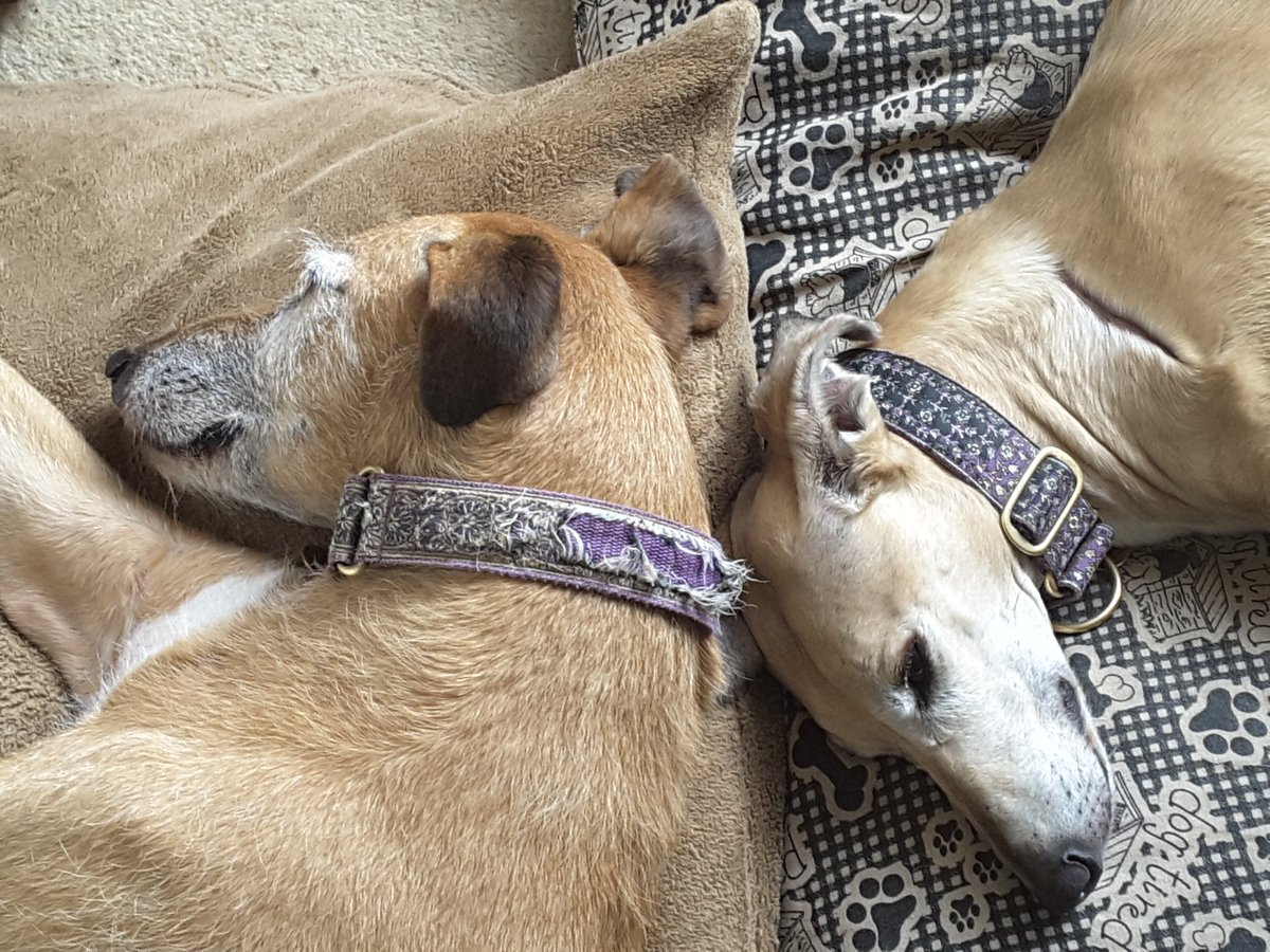 bodgingbiker's tweet photo. These guys were born to course, but were rescued nearly 10 years ago and are so happy together and to be in a safe place. #NotBornToFight @ForeverHoundsUK https://t.co/X2vJTAXP5Y