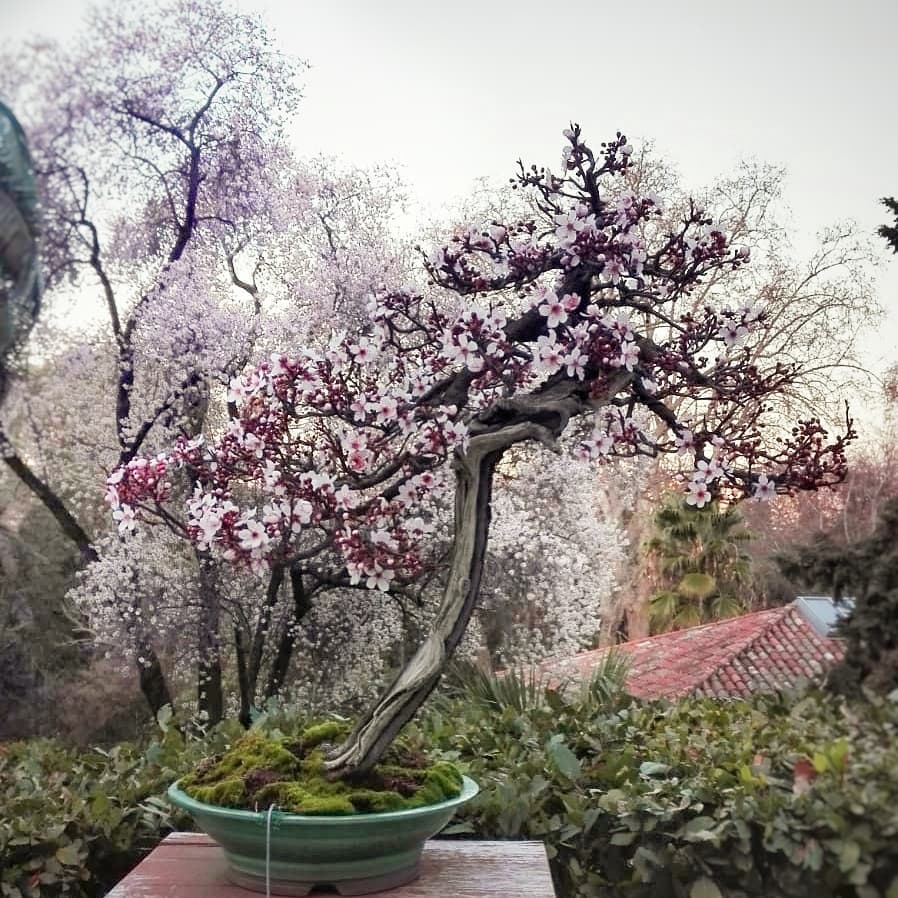 Florece el ciruelo rojo bonsi (Prunus cerasifera 'Pissardii'). Como teln  de fondo, un fragante almendro (Prunus dulcis). #FelizFinde Foto: lex Gmez