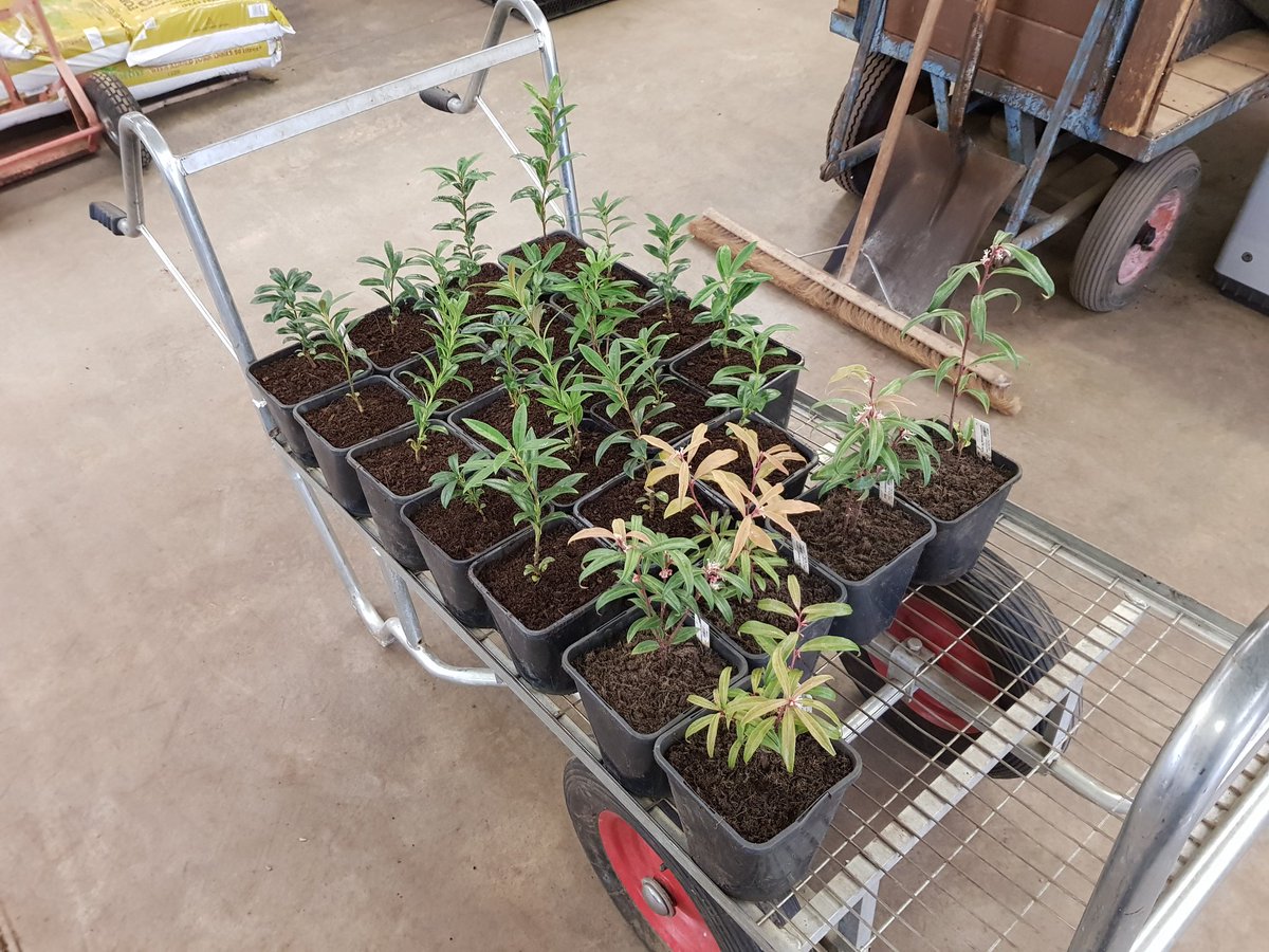 First potting up of the season <a href="/TheBotanics/">Royal Botanic Garden Edinburgh</a> nursery. Sarcococca hookeriana var. digyna (currently flowering) and Sarcococca saligna. #rbgehort