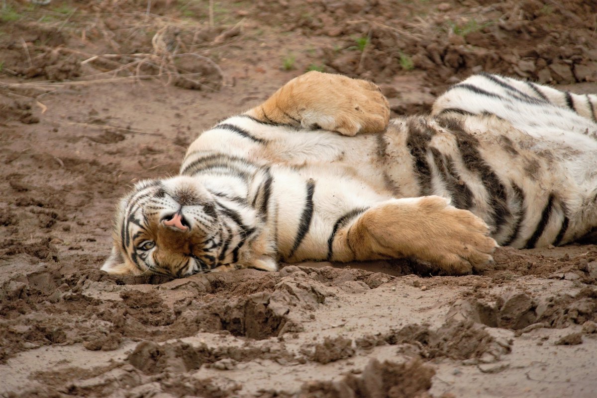 TigerCanyon's tweet photo. #TigressUssuri's cub enjoys a playful roll in the mud at #TigerCanyon in #SouthAfrica
To #book a #safari contact info@tigercanyon.com 
#ProtectTiger #savetiger #travel #wildlife #wildlifephotography #adventure #holiday #joy #fun #freedom #playful https://t.co/UFB59ai0so