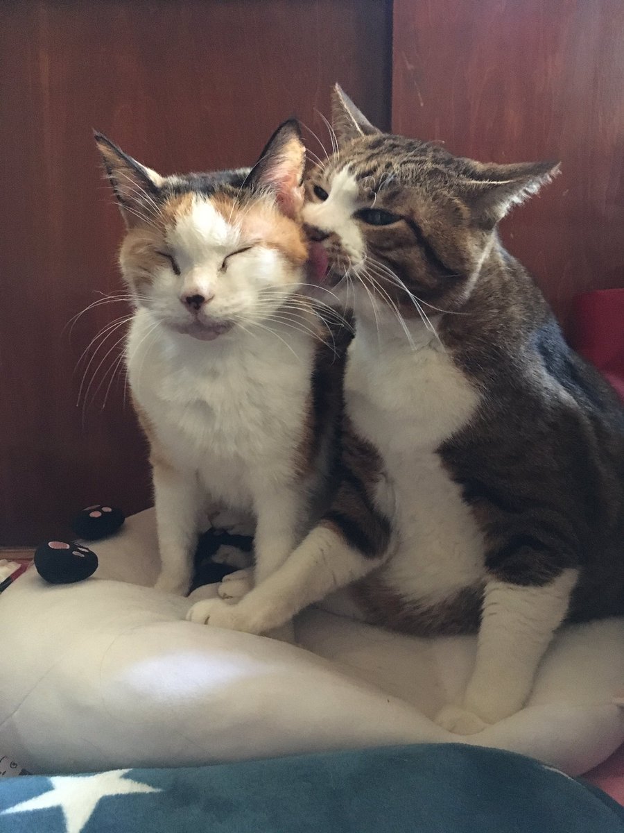 laugh_maker__'s tweet photo. にゃーの日🐈 https://t.co/VvVY15rYx4