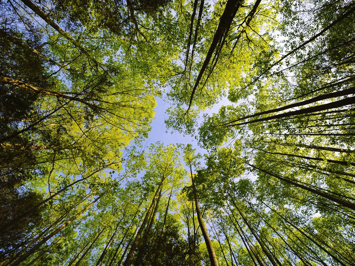 OP_Pohjola's tweet photo. OP laskee liikkeeseen ensimmäisen vihreän joukkovelkakirjalainansa. Green Bondilla kanavoimme rahoitusta ympäristön ja talouden kannalta kestäviin kohteisiin ja vastaamme kasvaneeseen sijoittajakysyntään. Liikkeeseenlasku ylimerkittiin nelinkertaisesti. https://t.co/qOL2LPjNNT https://t.co/EfzKwy1M8A