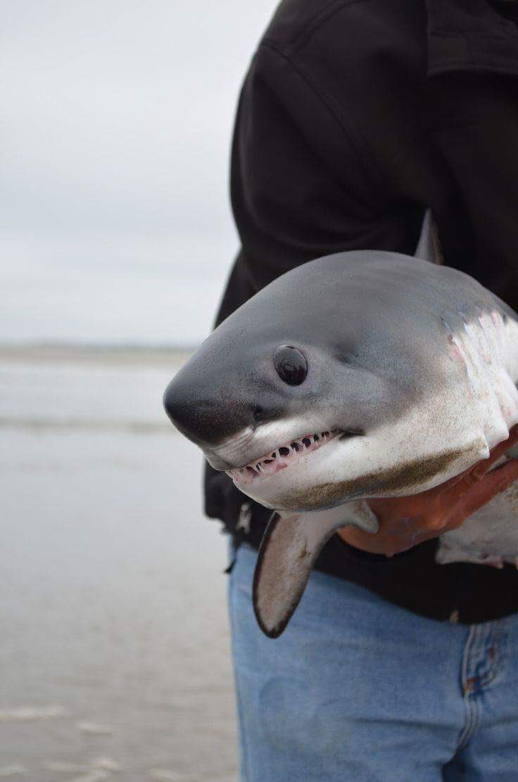 飼えるなら飼ってみたいwwサメの赤ちゃんが可愛いけど怖い いいね ニュース
