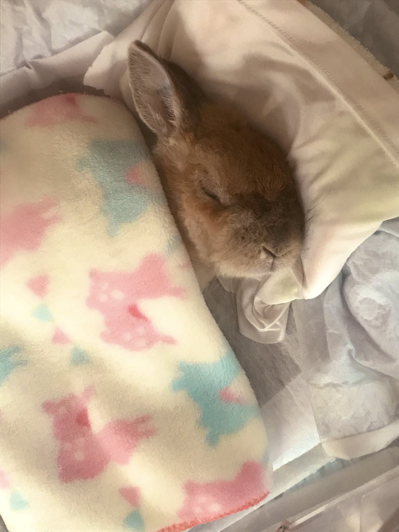 Yasuka M 鉄錆師 うさぎのトト君 2月で介護1年を迎えました 毎日よく食べて スヤスヤ寝てます 可愛い うさぎのいる暮らし うさぎのいる生活 うさぎのお昼寝 T Co Ycdnvvmbxx Twitter