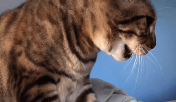 viral_ximo's tweet photo. Auto-Tune cane e gatto
#cane #gatto #cats #dogs #autotune #voice #videooftheday #videoanimal #caneegatto #animal #catvideo #dovideo #viralximo #catoftheday #dogoftheday https://t.co/d580hoBC7A https://t.co/ZvhD0lKtDs