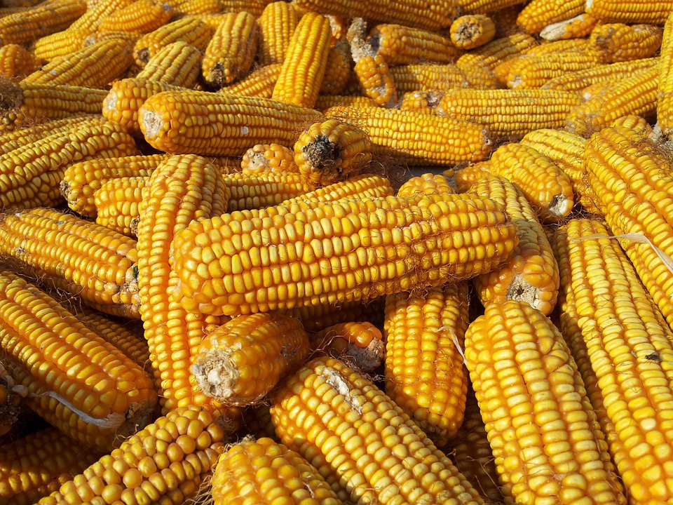 FruttAmaMi's tweet photo. Il mais è un alimento ricco di glucidi, fibra alimentare e antiossidanti, è una buona fonte di sali minerali ed è un alimento privo di glutine 🌽
@saporedelsapere #fruttamami #festival #salute #benessere #natura #mais https://t.co/8gvn54TmtR