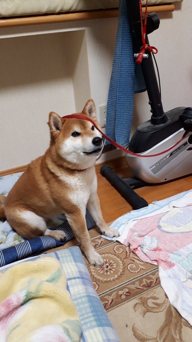 柴犬エース君tv Acekuntv Twitter