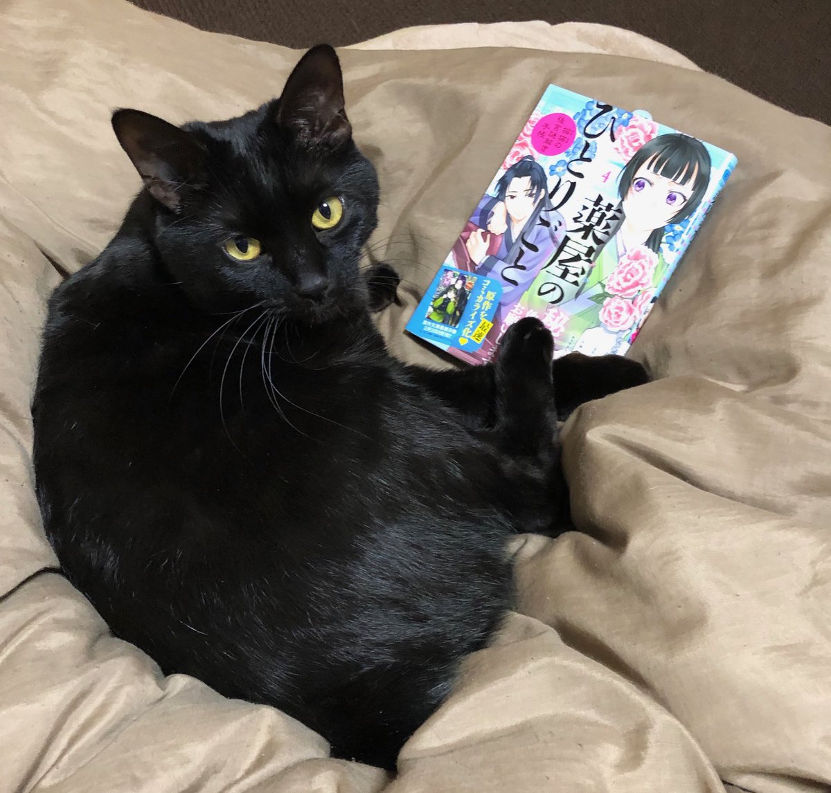 サンデーgx編集部 V Twitter 今日はネコの日 というわけで普段寝てばかりな編集t宅の猫にも働いてもらいました 薬屋の少女 猫猫 が活躍する 薬屋のひとりごと 猫猫の後宮謎解き手帳 4巻 絶賛発売中です 週末のお供に是非 薬屋のひとりごと 猫の日 ネコ