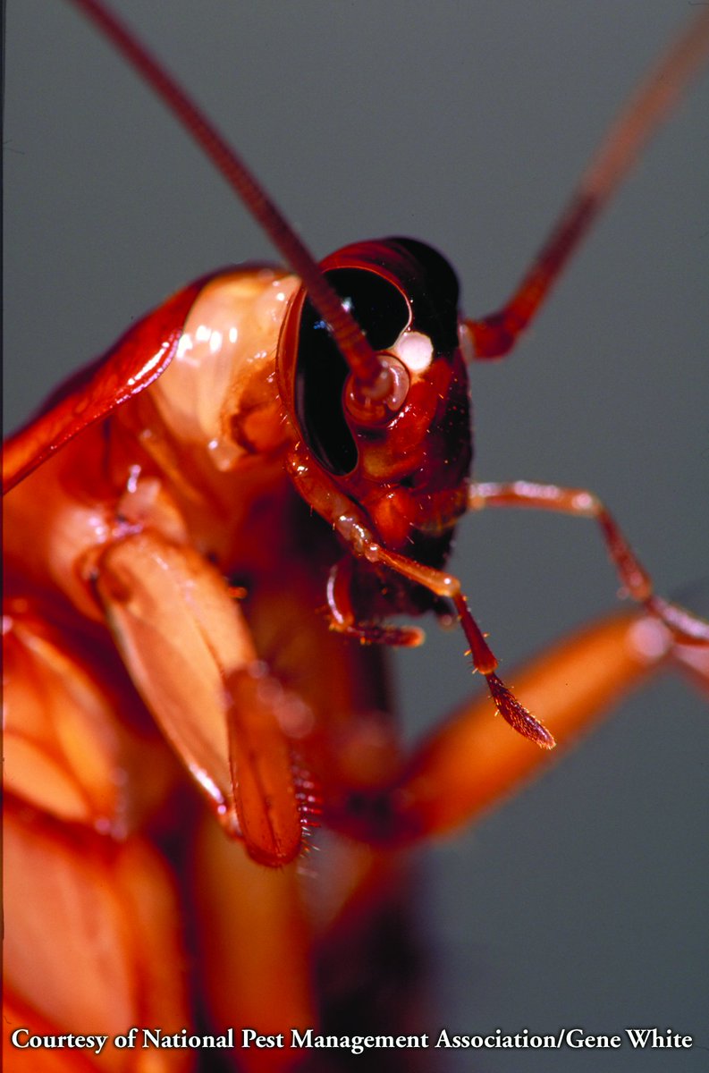 JennyWTSP's tweet photo. We could be seeing a lot more of these... a lot earlier this year! I'll explain why this morning on @10NewsWTSP @BrightsideOn10! Sorry for the terrifying pic! @PestWorld #vectorpests #roaches #mice https://t.co/1IQvevLjqW