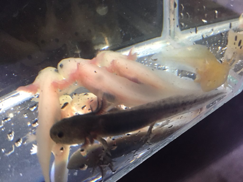 Aqua Animal Freedom アクア アニマル フリーダム ウーパールーパー入荷です ウーパールーパー アホロートル ウーパールーパーリューシスティック ウーパールーパーブラック ウーパールーパーゴールデン ウーパールーパーマーブル