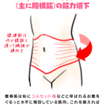 アラサーになるに伴ってお腹がぽっこりしてくるのは内臓脂肪ではなかった・・・加齢に伴う筋力の低下なんて恐ろしい・・・