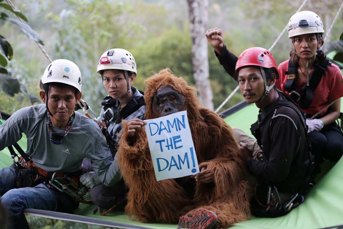 OrangutansSOS tweet picture