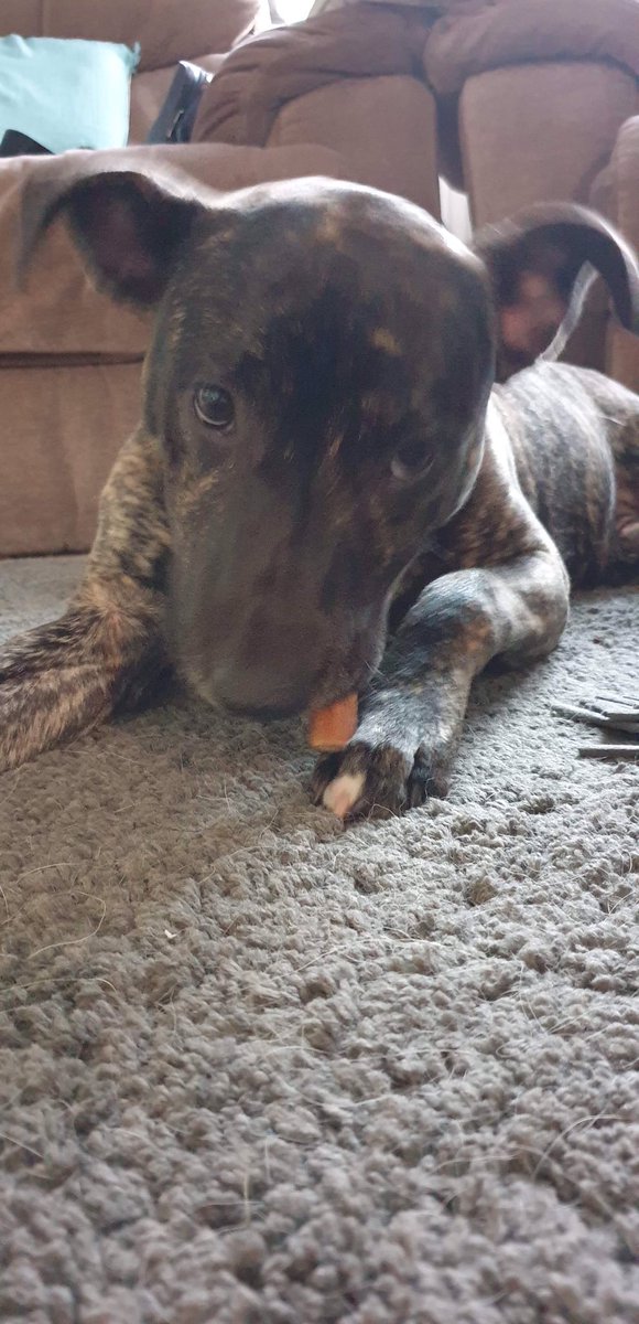 NWDogRescue's tweet photo. I am a busy little pup, but I'm so much calmer now than I was a few weeks ago - having a nice home with a routine and lots of love has helped me incredibly. Can you continue my development please with a Furever Home for me? Love Frazer, 20 weeks xx https://t.co/lPYBIF8pjQ