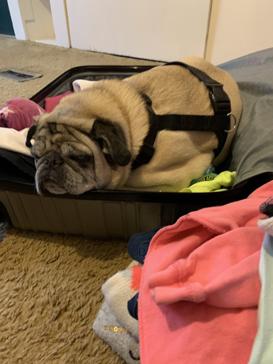 GeneralRoscoPUG's tweet photo. Mommy’s Uncle passed away and she is very sad. I always know how to make her feel better and lucky for her I am an expert packer! #GeneralPug #Pugtherapy #puglove https://t.co/oq9YkqVIkx