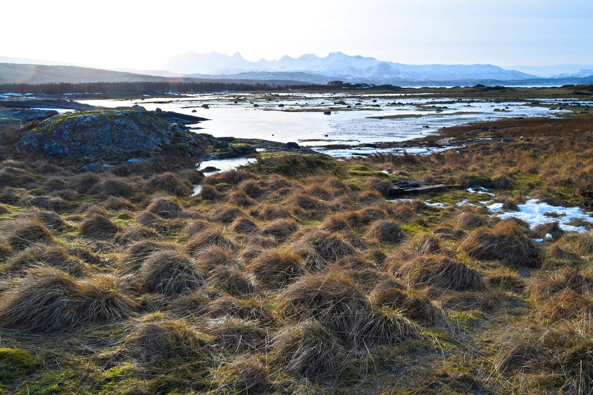TursidenNO's tweet photo. Tverlandet Nature Reserve outside Bodø on a nice winter day in the middle of February #bodø #nature #hiking #norway https://t.co/mU9NzTjo0l
