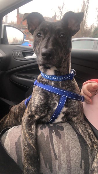 Good morning - what could be better than a weekend walk with  your dog?
You don't have a dog? How about me? I am currently in foster and looking for a furever home
Find out more about me &amp; the <a href="/NWDogRescue/">FindingFureverHomes</a> adoption process:

findingfureverhomes.org.uk/dogs/frazer/