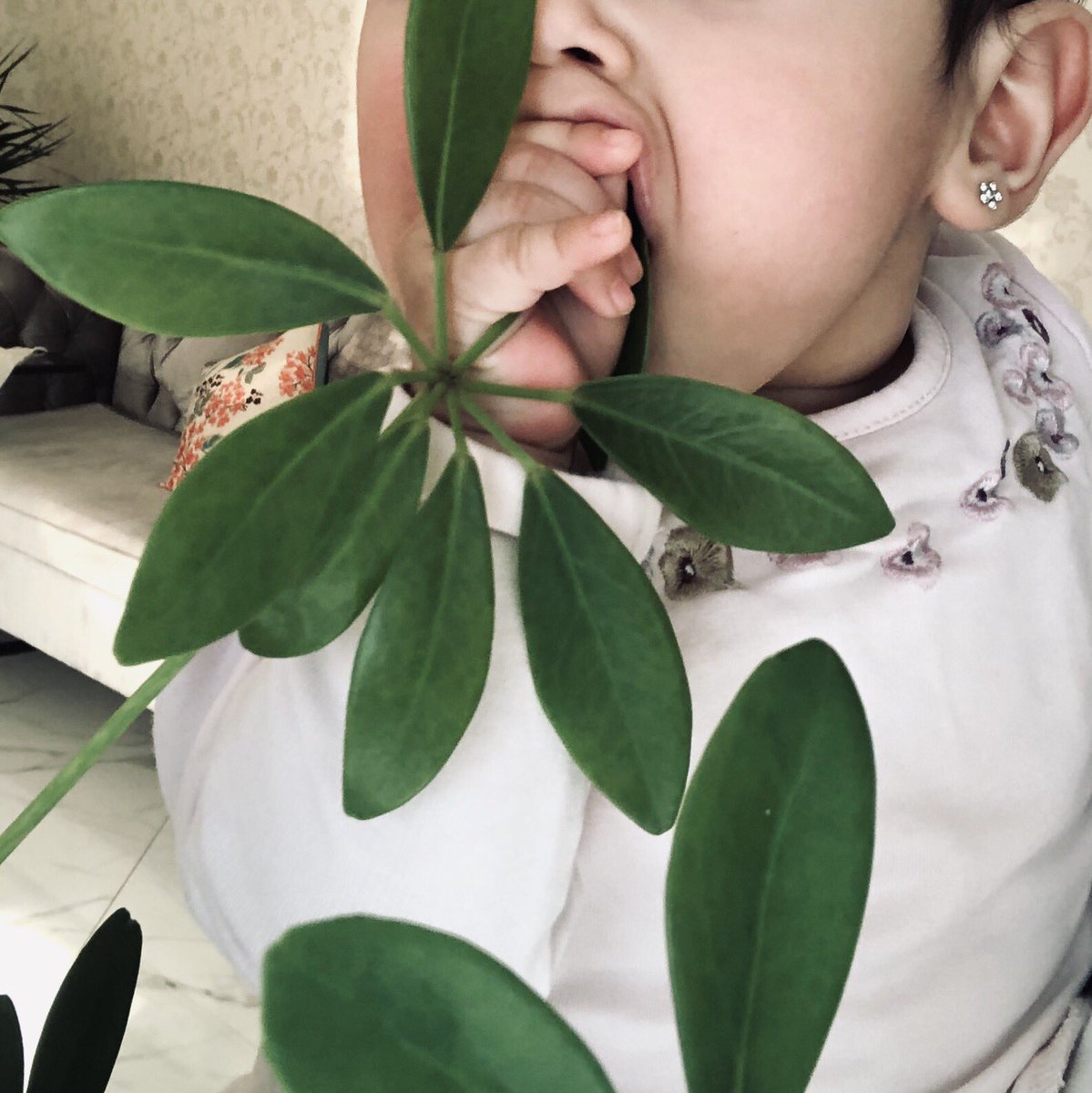 WalahSalem's tweet photo. كنت بصور بنت اخوي مع النبته بس هذا اللي صار... https://t.co/3HMhq2DQ4g