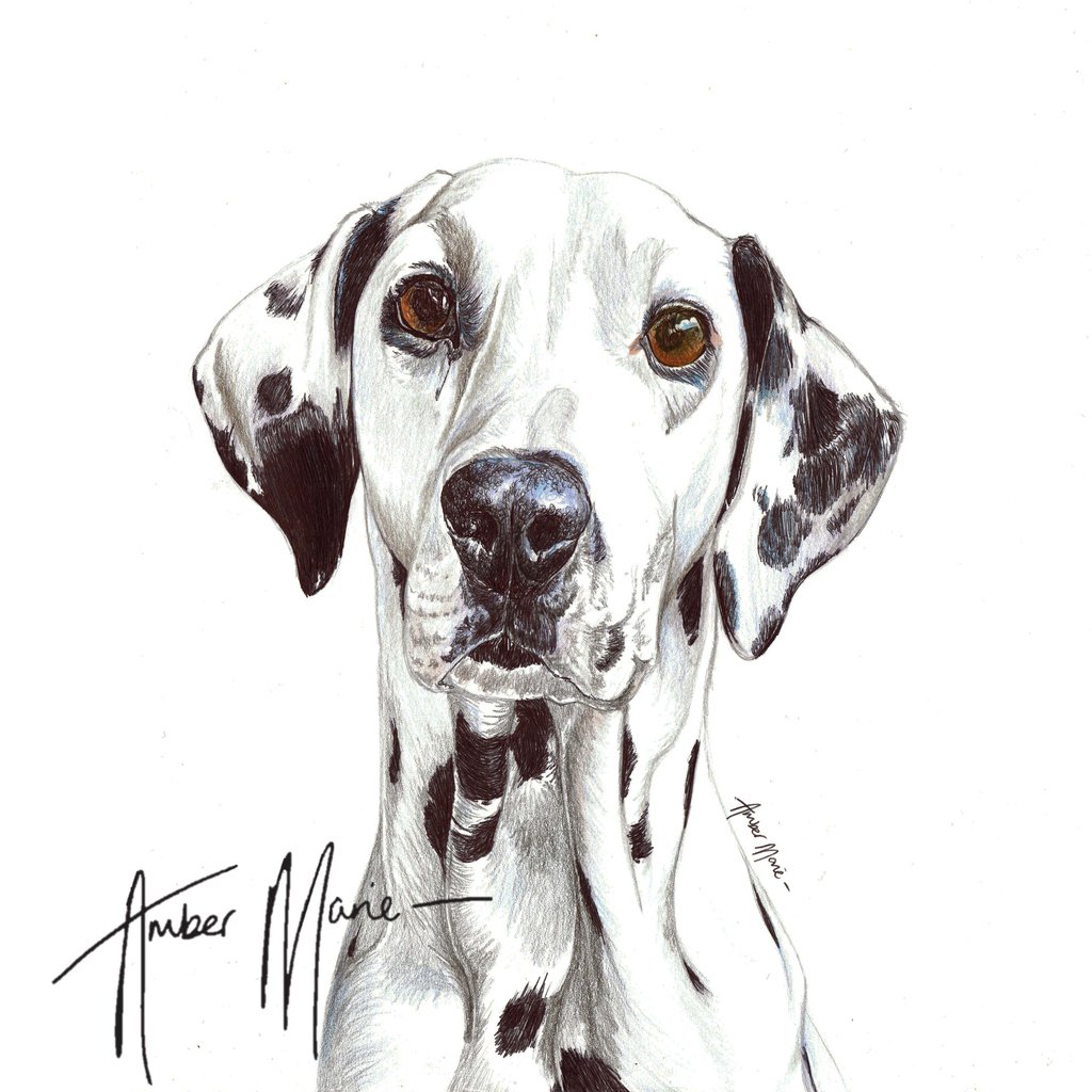 ambermariedogs's tweet photo. Most Pupular Dog of the Day - Bella #dalmatian

#biroart #artist #artwork #creativeanimalart #colouredpencilart  #animalart #animalcreatives #realism #realisticdrawing #art_hyperrealistic #drawing #art_4share #petportraiture #petart #petportrait #dogartist #handmadealphas🐺🐾 https://t.co/OdZEc7Kqbi