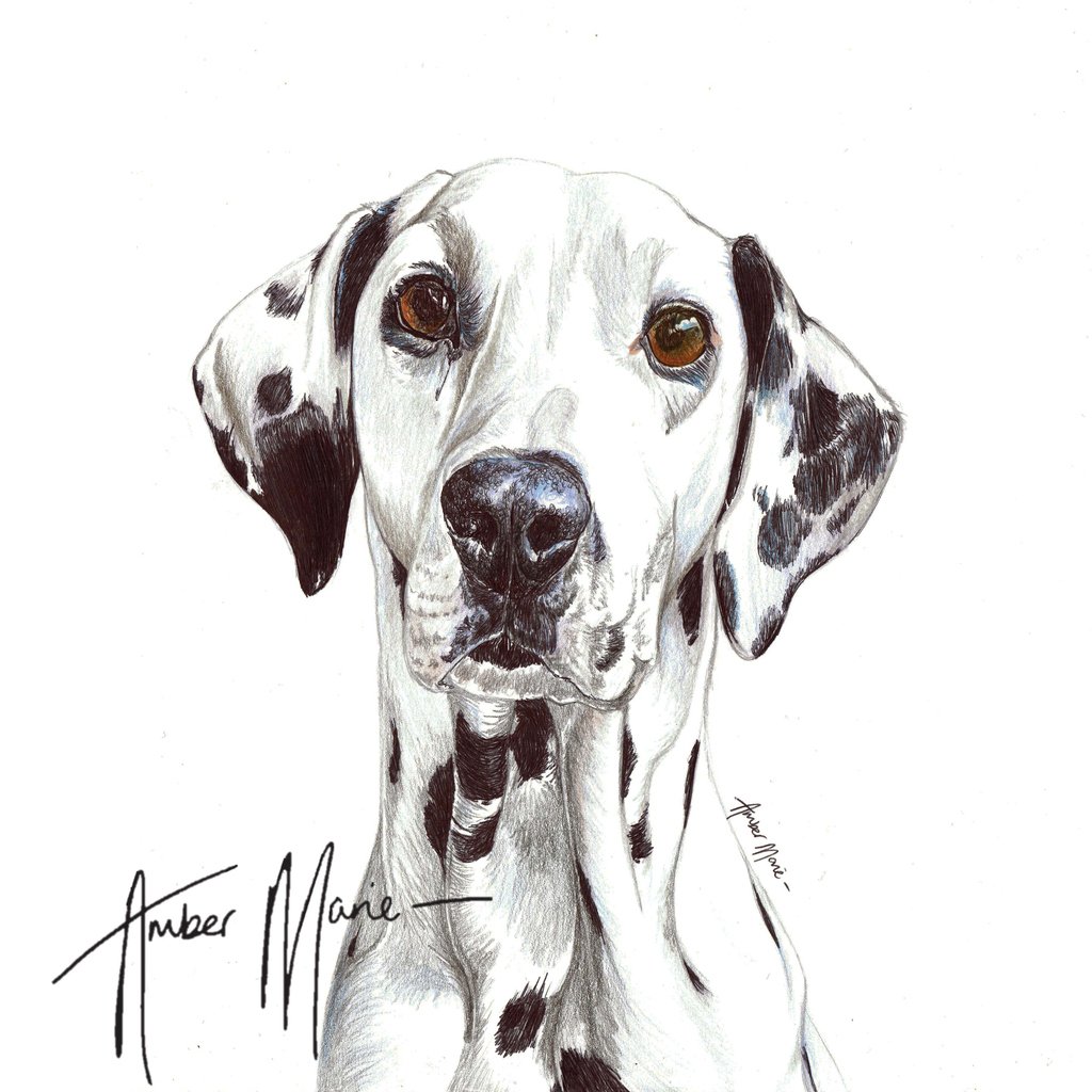 Most Pupular Dog of the Day - Bella #dalmatian

#biroart #artist #artwork #creativeanimalart #colouredpencilart  #animalart #animalcreatives #realism #realisticdrawing #art_hyperrealistic #drawing #art_4share #petportraiture #petart #petportrait #dogartist #handmadealphas🐺🐾