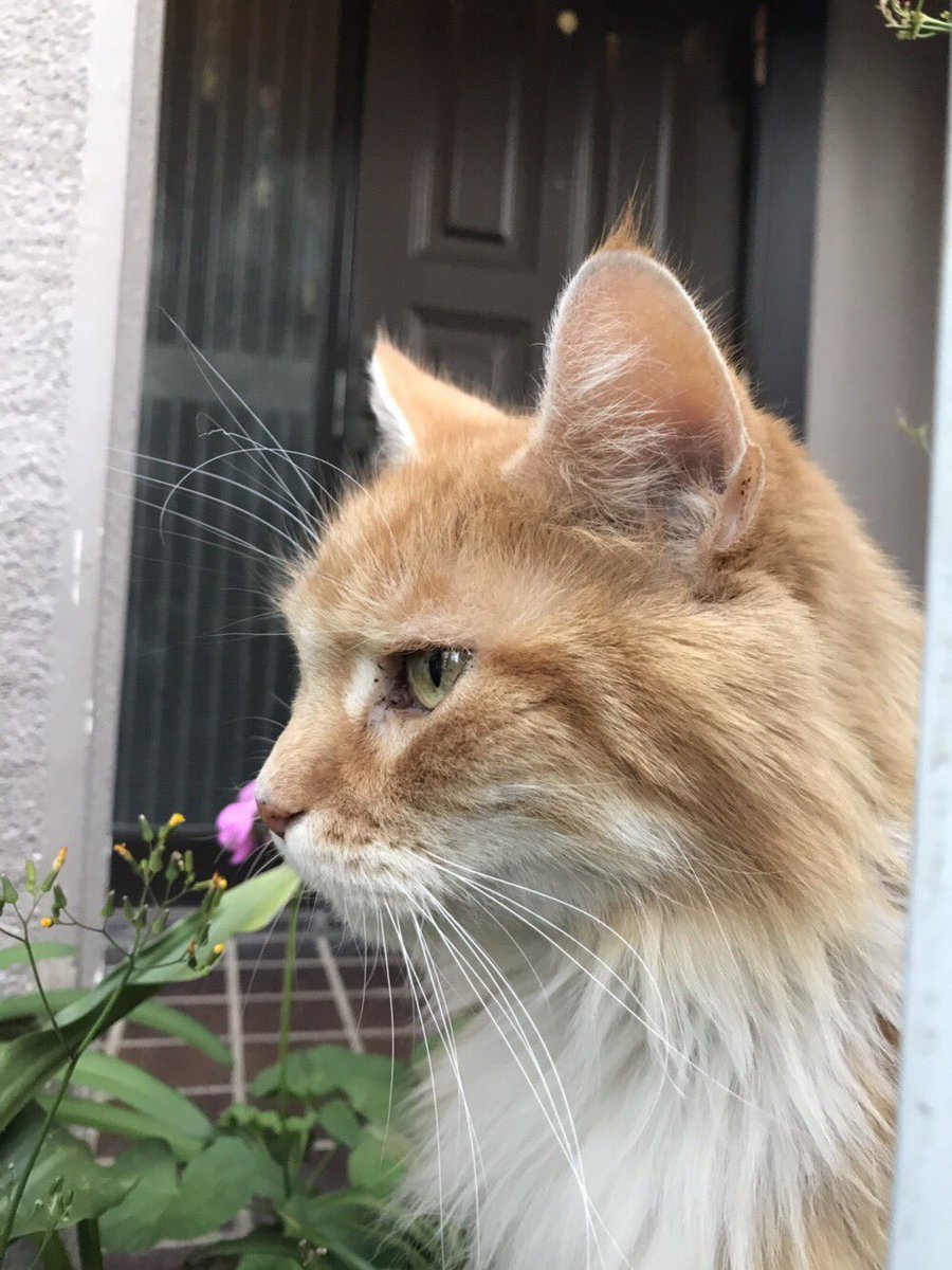 ロビンソンズ北澤の猫 در توییتر 13 横顔凛々しいライオン猫 ロビンソンズ北澤の猫の日 ロビンソンズ北澤の猫 در توییتر 13 横顔凛々しいライオン猫 ロビンソンズ北澤の猫の日