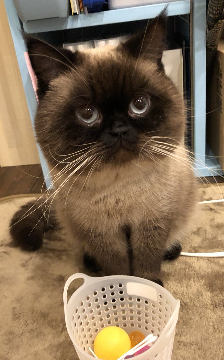 HotatekunLove's tweet photo. 愛しきニャンコの日
#エキゾチックショートヘア 
#猫のいる生活 
#エキゾ
#猫 https://t.co/6PBClBAHtf