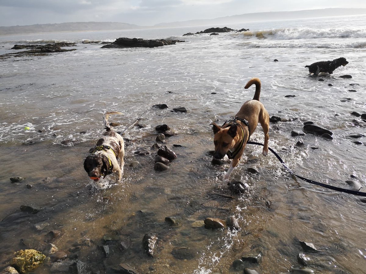 The one thing we really enjoy is walking the dogs, and today is #walkingthedogday and here is Jakey enjoying walkies down the beach with his pal! #dogstrust #dogstrustbridgend #dogsoftwitter