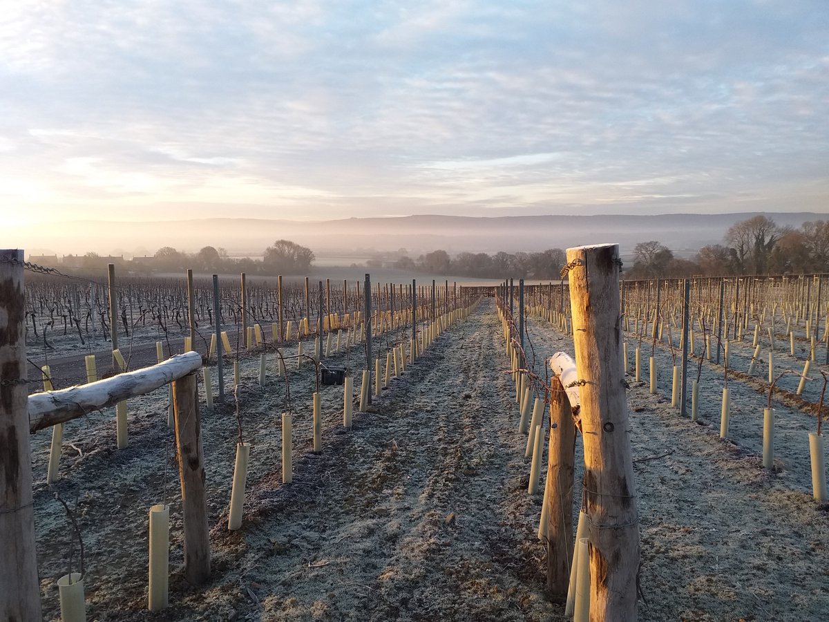 Frosty February! Gorgeous nebula mist sitting at the bottom of the South Downs.