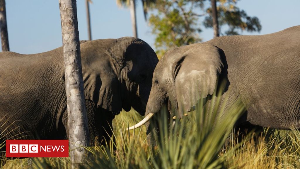 BBCAfrica's tweet photo. Botswana elephants hunting ban might be lifted https://t.co/avlFPfYrVU https://t.co/imSn4HO9Gh