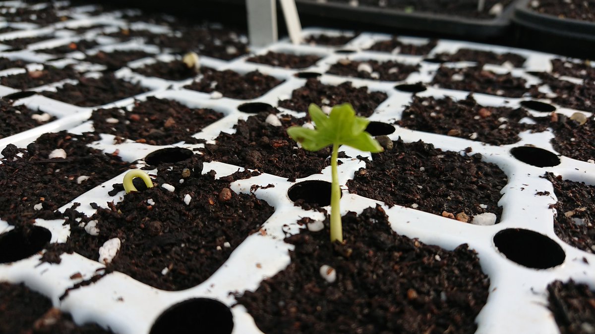 Hard to imagine these Whitebeam and especially Lime could be around for many decades after we're all long gone! And this is the very first time they've poked their head above ground