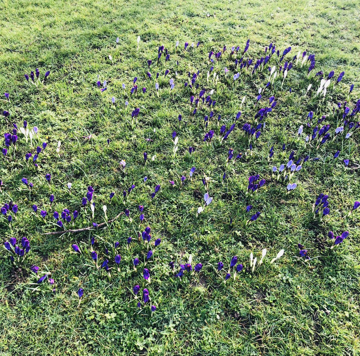 weezegee's tweet photo. Then couldnβt resist these spring flowers on The Green in Little Neston. Thank you Street care team from @Go_CheshireWest looking lovely #noweedshere π https://t.co/3aQLoq4FqV