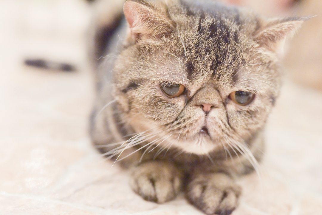 青空文庫で無料で読める 本当に面白い作品まとめ