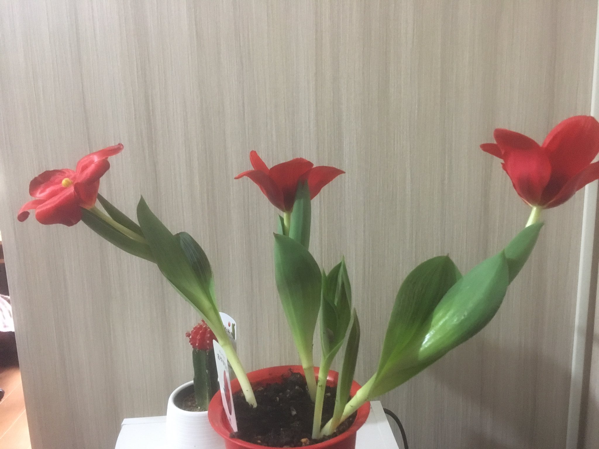 はなのこびと チューリップが開きすぎ 無邪気な子供みたい チューリップ 開きすぎ ちいさな花 はなのこびと T Co Bl1ejd5lae Twitter