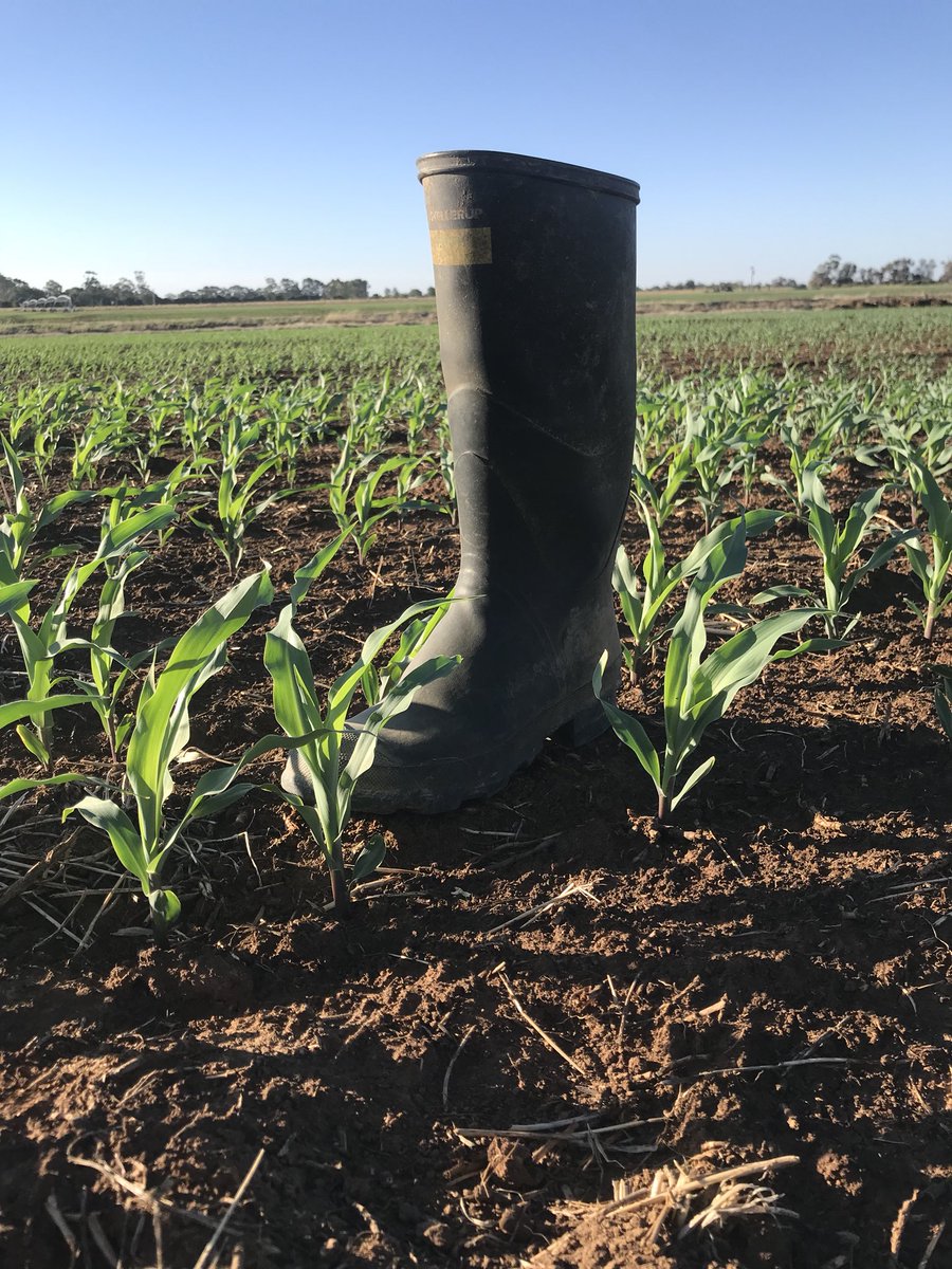 scott_fitzerald's tweet photo. Late maize crop; one month is the difference in these photos. Fantastic crop to grow https://t.co/Asa3PmD4jW