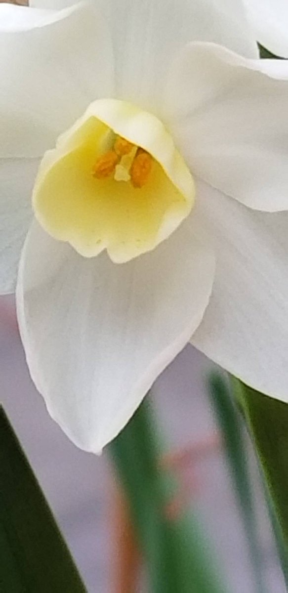 Yoko Ito Tren Twitter フサザキスイセン 友人宅の庭で 房咲き水仙が咲いていた 家のはやっと蕾が見え始めた 花 スイセン 水仙 フサザキスイセン 房咲き水仙 Flowerphoto Macro