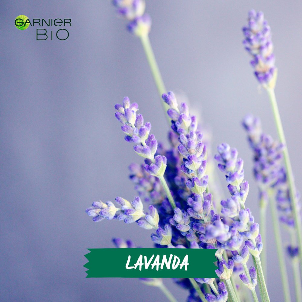 BeautyTw2's tweet photo. #GarnierBio, #GarnierBIOtrnd, #ecologico, #bio, #eco y #Ecocert. https://t.co/S62ZyLGF6K