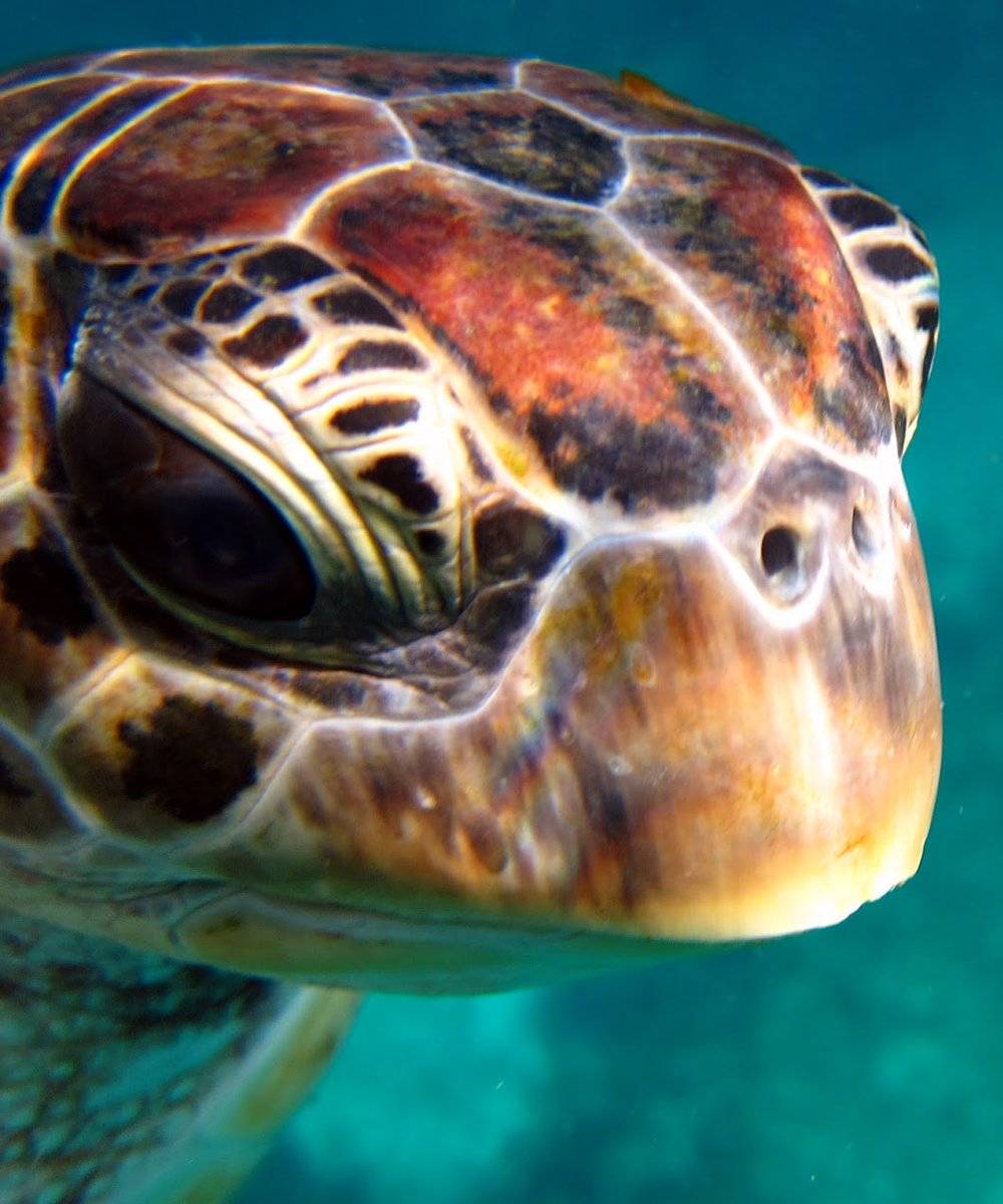 PirateDiversKL's tweet photo. "I'm ready for my close up, Mr. DeMille"

#Diving #KhaoLakDiving #SimilanLiveaboards https://t.co/xxQZu5Rdw9