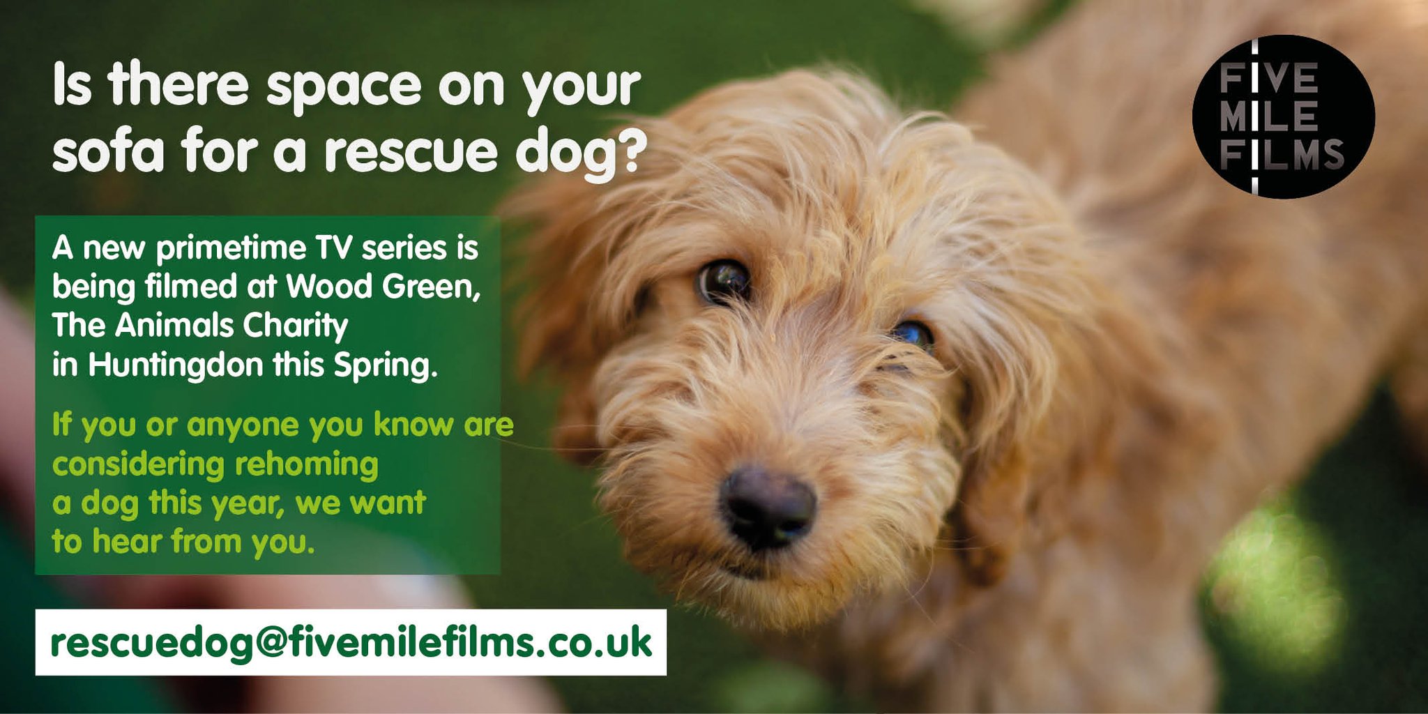 wood green dogs needing homes