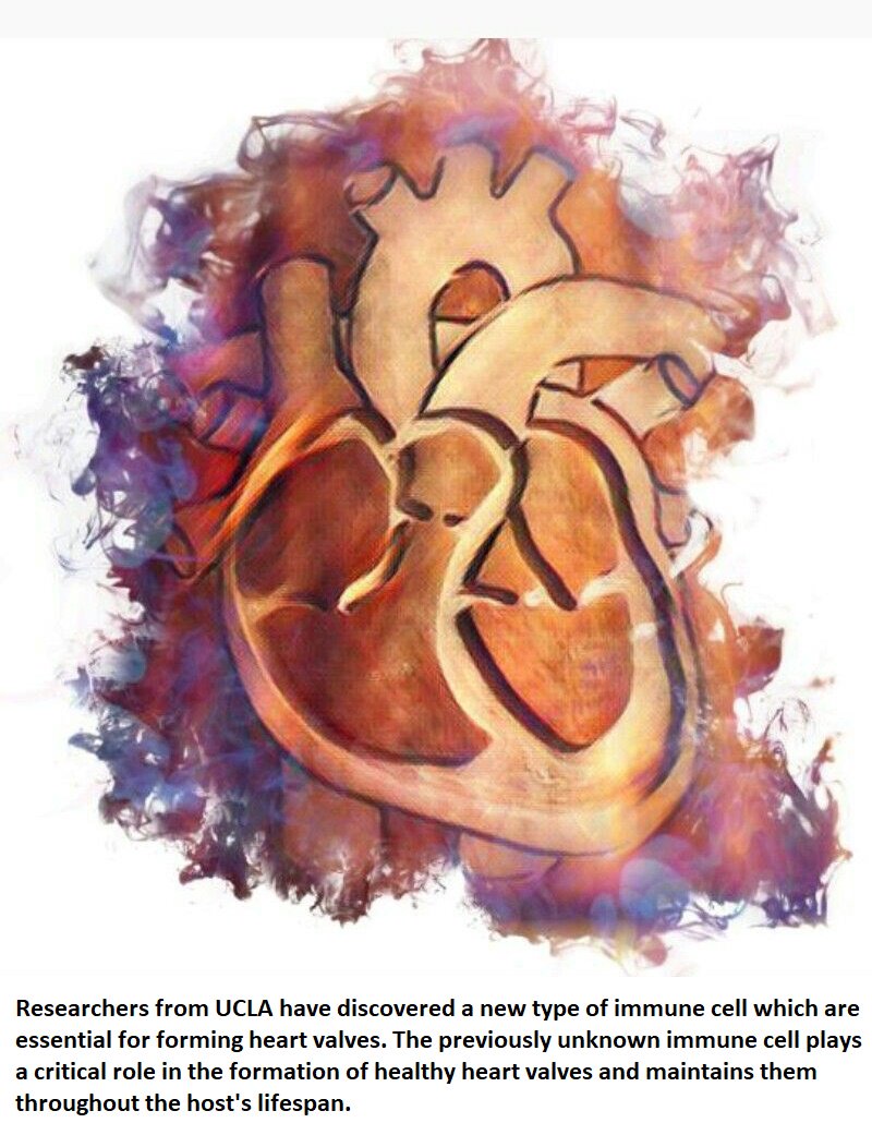 OriginateHealth's tweet image. Previously unknown type of immune cell discovered, crucial to heart valve formation health-innovations.org/2019/02/22/new… #Healthinnovations #health #HeartHealth #pharma #trendingtopic #science