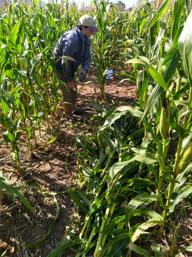 ICreAgro's tweet photo. Cosecha de los ensayos de #maiz para #silaje. Mucha info generada: producción de forraje, calidad, permanencia en la ventana óptima de picado y más. #ICreAgro @DekalbArgentina @NideraSemillas @PioneerSemillas @Syngenta_ar @SURSEM_SEMILLAS @BrevantSemillas NordSemillas NatalSeeds https://t.co/9CBQzXPxmI