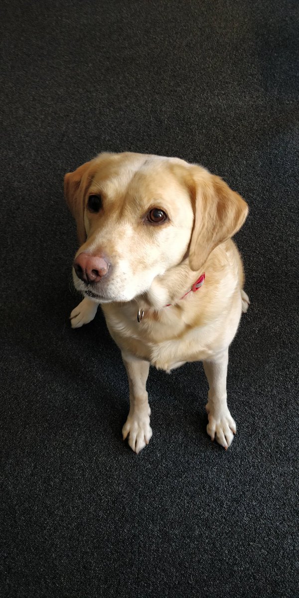 Nothing says Friday quite like a dog in the office