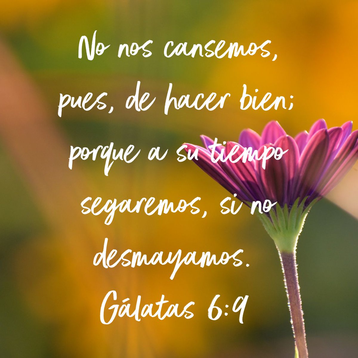 EPPAMECCDA's tweet photo. No nos cansemos, pues, de hacer bien; porque a su tiempo segaremos, si no desmayamos.
Gálatas …
https://t.co/HK0LYMJGMD
@EPPAMECCDA @ameccda https://t.co/oGAD1sOckR
