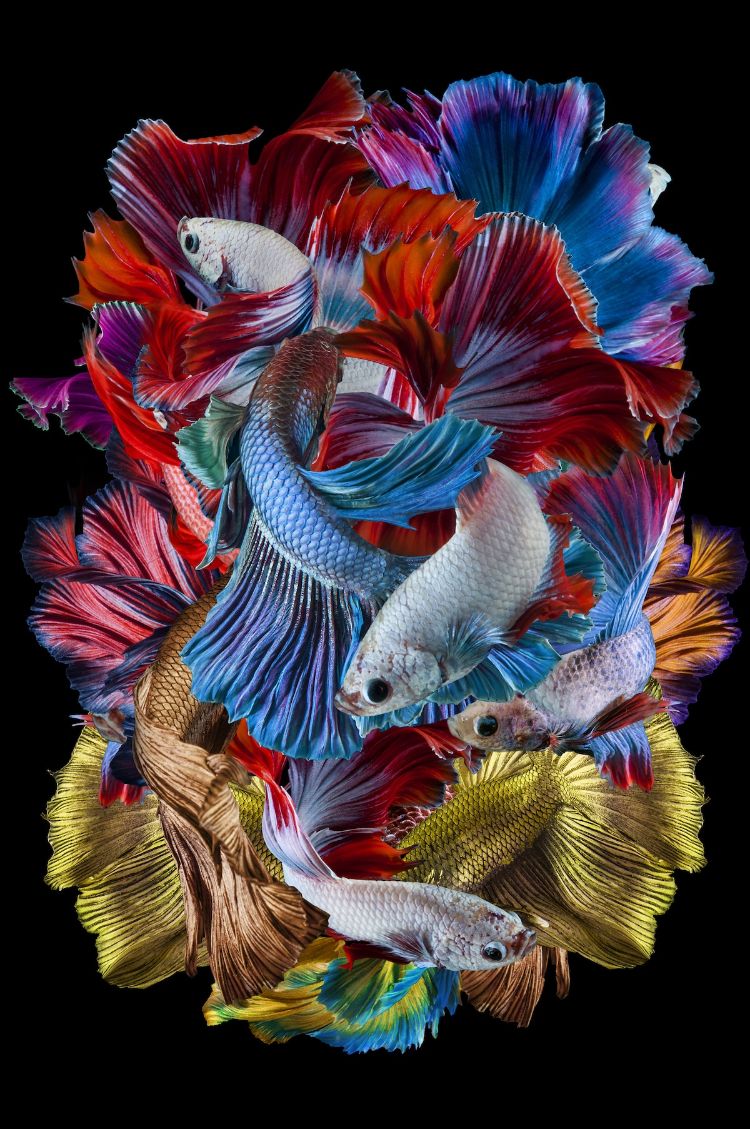 arantxanin's tweet photo. 20 imágenes IMPRESIONANTES presentadas a los Sony World Photography Awards 2019 #SWPA19
📸 https://t.co/pzyNWmpizv https://t.co/bM4ERUrBp3