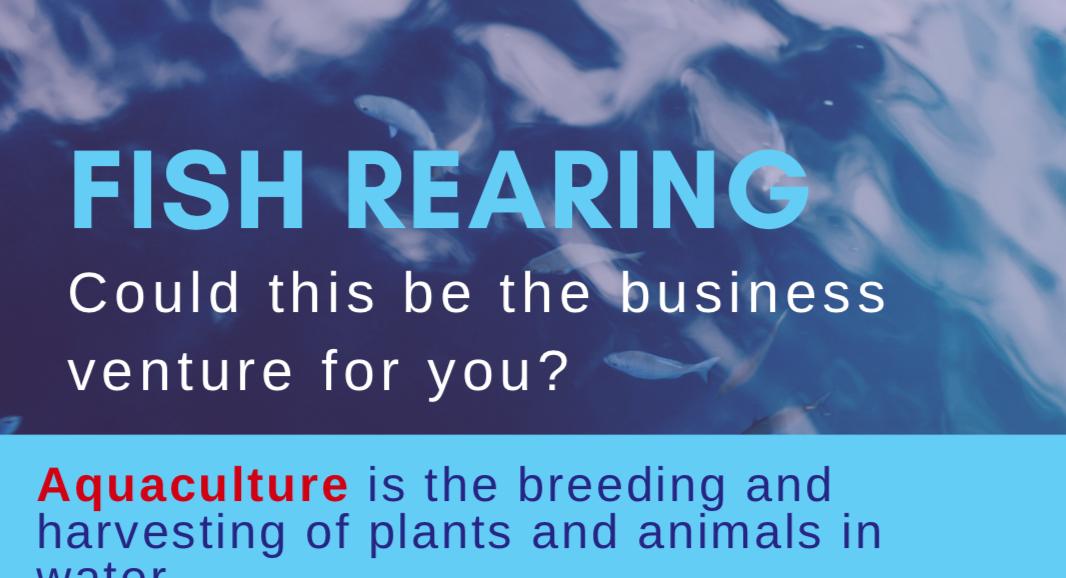 CotterillCivils's tweet photo. Check out our latest infographic on fish rearing! https://t.co/pnXzPNWfDH #fishrearing #businessventure #fishing https://t.co/7g0E4CQKfZ