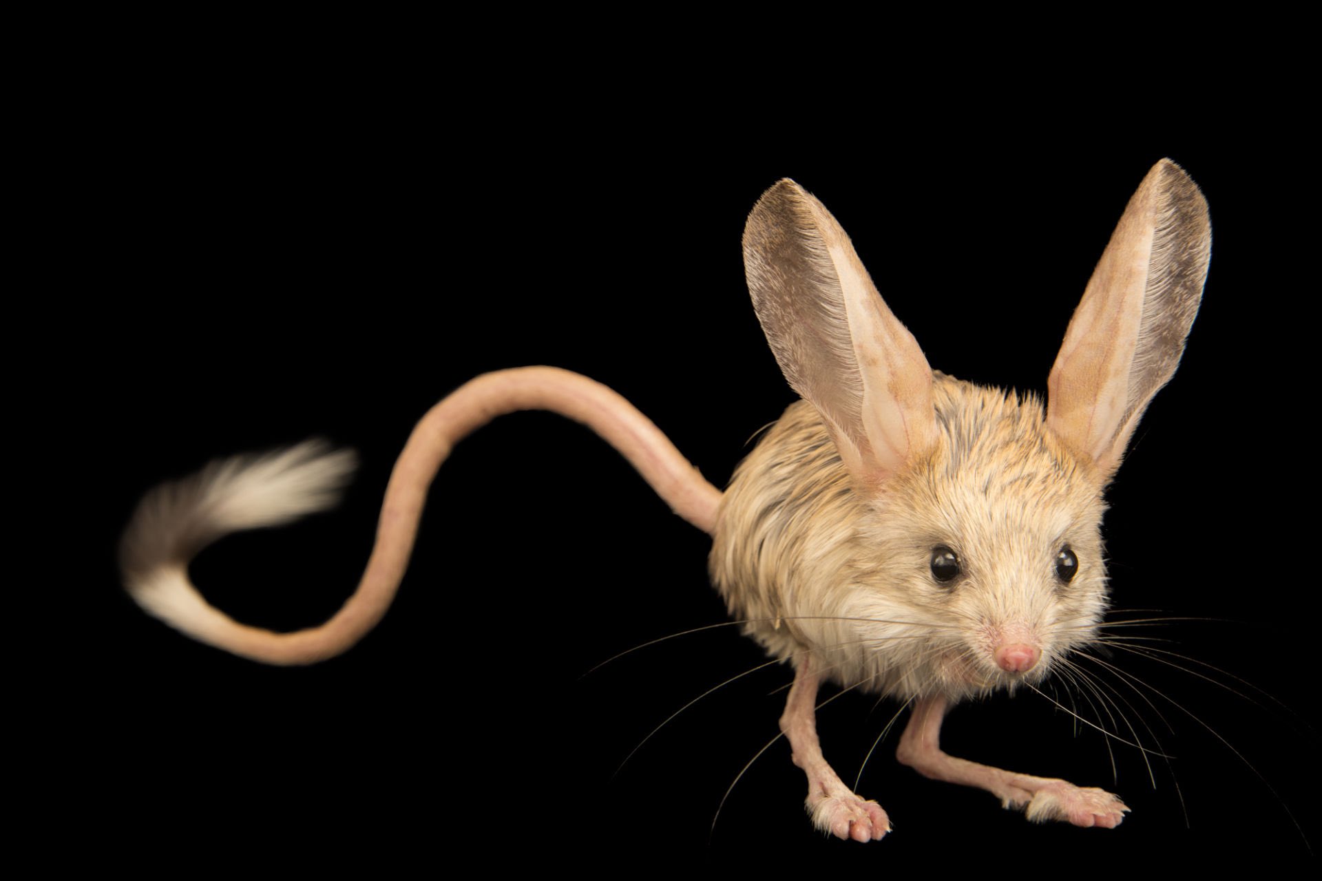 Joel Sartore on Twitter &quot;Very few rodents rate as high on
